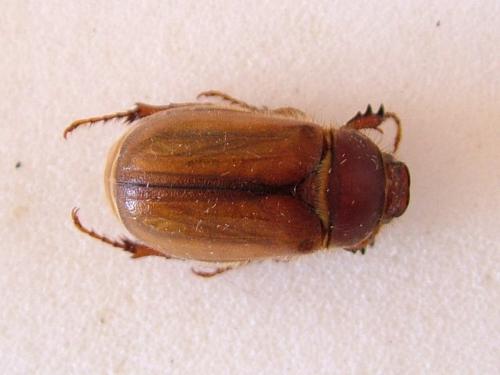 Amphimallon sp.